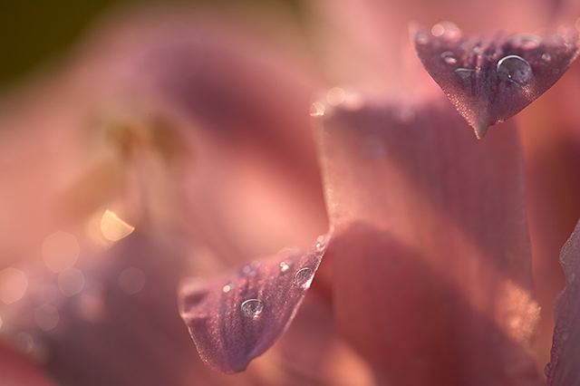 Flower;Blooming;Blossom;Bloom;Plants;Flowering;Botanical;Nature;Petal;Garden;Colorful;Outdoor;Vegetation;Natural;Floral;Herb;Flowers;Stamen;Pistil;Stem;Damp;Dew;Water;Abstract;Abstractions;Patterns;Shapes;Textures