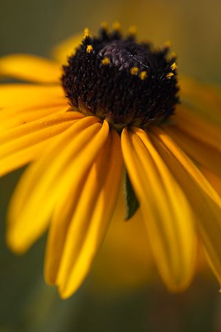 Flower;Blooming;Blossom;Bloom;Plants;Flowering;Botanical;Nature;Petal;Garden;Colorful;Outdoor;Vegetation;Natural;Floral;Herb;Flowers;Stamen;Pistil;Stem