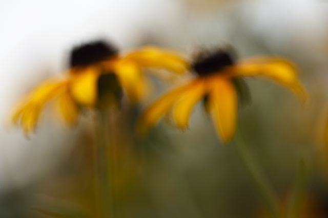 Flower;Blooming;Blossom;Bloom;Plants;Flowering;Botanical;Nature;Petal;Garden;Colorful;Outdoor;Vegetation;Natural;Floral;Herb;Flowers;Stamen;Pistil;Stem