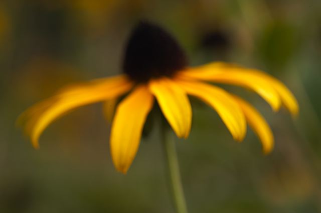 Flower;Blooming;Blossom;Bloom;Plants;Flowering;Botanical;Nature;Petal;Garden;Colorful;Outdoor;Vegetation;Natural;Floral;Herb;Flowers;Stamen;Pistil;Stem