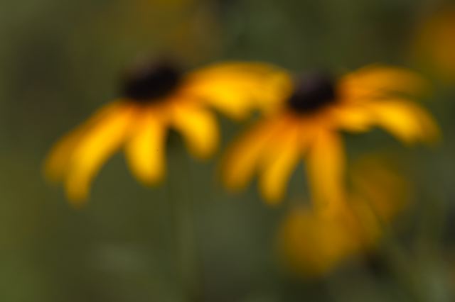 Flower;Blooming;Blossom;Bloom;Plants;Flowering;Botanical;Nature;Petal;Garden;Colorful;Outdoor;Vegetation;Natural;Floral;Herb;Flowers;Stamen;Pistil;Stem