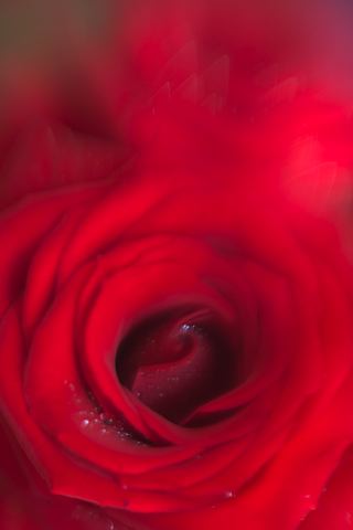 Flower;Blooming;Blossom;Bloom;Plants;Flowering;Botanical;Nature;Petal;Garden;Colorful;Outdoor;Vegetation;Natural;Floral;Herb;Flowers;Stamen;Pistil;Stem