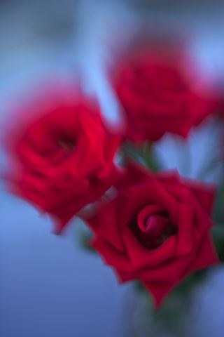 Flower;Blooming;Blossom;Bloom;Plants;Flowering;Botanical;Nature;Petal;Garden;Colorful;Outdoor;Vegetation;Natural;Floral;Herb;Flowers;Stamen;Pistil;Stem