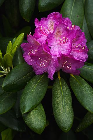 Flower;Blooming;Blossom;Bloom;Plants;Flowering;Botanical;Nature;Petal;Garden;Colorful;Outdoor;Vegetation;Natural;Floral;Herb;Flowers;Stamen;Pistil;Stem