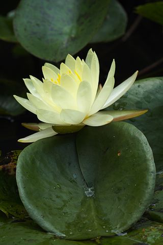 Plants;Foliage;Vegetation;Botanicals;Botany;Herbaceous;Herb;Greenery;Flora;Herbage