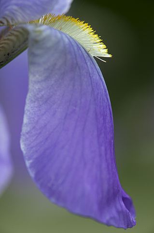Flowers;Flower;Blooming;Blossom;Bloom;Plants;Flowering;Botanical;Nature;Petal;Garden;Colorful;Outdoor;Vegetation;Natural;Floral;Herb;Stamen;Pistil;Stem;Abstract;Abstractions;Patterns;Shapes;Textures