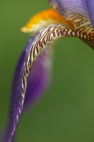 Flowers;Flower;Blooming;Blossom;Bloom;Plants;Flowering;Botanical;Nature;Petal;Garden;Colorful;Outdoor;Vegetation;Natural;Floral;Herb;Stamen;Pistil;Stem;Abstract;Abstractions;Patterns;Shapes;Textures