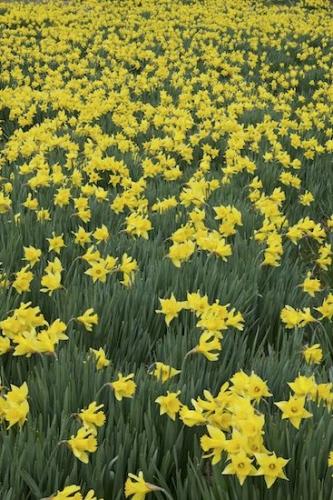 Floweret;Green;Yellow;Blossoms;Floret;Flowering;Pistil;Bloom;Land Between the Lakes;Flower;Flowers;Stamen;Blossom;Kentucky;Petal;Petals