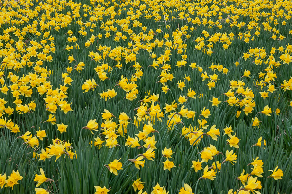 Abstract;Bloom;Blossom;Blossoms;Botanical;Calm;Daffodil;Daffodils;Floral;Floret;Floweret;Flowering;Flowers;Flowers & Plants;Healing;Health care;Healthcare;Kentucky;Land Between the Lakes;Macro;Nature;Panoramic;Pastoral;Petal;Petals;Pistil;Plant;Stamen;Warm Colors;Warm Palette;Warm Tones;Yellow;bloom;botanicals;color;flora;floral;flower;green;landscape;oneness;peaceful;plants;restful;serene;soothing;tranquil;yellow;zen