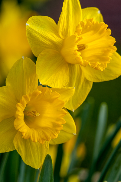 Bloom;Blossom;Blossoms;Calm;Close-up;Daffodils;Flora;Floweret;Flowering;Flowers;Healing;Health care;Healthcare;Minimalism;Pastoral;Petal;Petals;Pistil;Seasons;Spring;Springtime;Stamen;Warm Colors;Warm Palette;Warm Tones;Yellow;bloom;color;flora;floral;flower;green;oneness;peaceful;plants;restful;serene;soothing;tranquil;vegetation;yellow