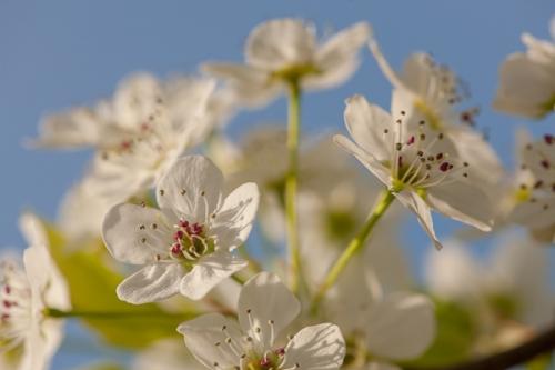 Bloom;Blossom;Blossoms;Blue;Blues;Close-up;Cool Colors;Cool Palette;Cool Tones;Floral;Floret;Floweret;Flowering;Flowers;Horizontal;Image type;Petal;Petals;Photo specs;Pink;Pistil;Seasons;Spring;Springtime;Stamen;Stem;Sunlight;Tree;White;bloom;blue;color;flora;floral;flower;green;plants;purple;stems;sunlit;sunny;trees