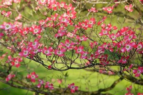 Flowering;Pink;branches;Blossoms;Flower;Petals;Blossom;Bloom;Horizontal;Petal;Spring;Floweret;limb;Flowers;Pistil;Stamen;branch;Floret;Pink Dogwood
