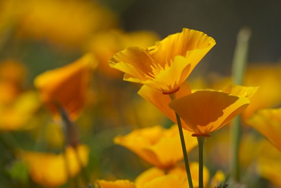 Bloom;Blossoms;botanical;herb;botanicals;Flowers;greenery;Arizona;plants;Floret;Gold;Orange;Poppies;plant;Floweret;flora;Petals;Poppy;Yellow;Stamen;botany;Pistil;Petal;herbage;Flowering;Blossom;Flower;shrub;vegetation
