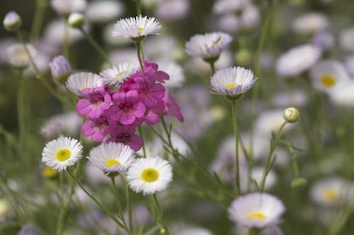 Floret;Pistil;Flowers;Petals;Stamen;Flowering;Flower;Blossom;Petal;Floweret;Bloom;Arizona;Blossoms