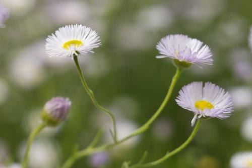 Bloom;Flower;Green;Blossoms;Close-up;Stamen;Floret;Floweret;Flowering;Petal;Yellow;Pistil;Flowers;Arizona;Petals;Blossom