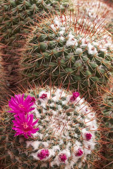 greenery;shrub;botanicals;herbage;botany;botanical;Pink;vegetation;herb;Blossoms;Magenta;Cactus;plant;Red;Floweret;Flowers;Blossom;Flower;Arizona;Petal;Bloom;Floret;Flowering;Pistil;Petals;plants;Stamen;flora