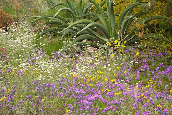 Petals;Stamen;shrub;Blossom;Flower;flora;herbage;Red;Cactus;greenery;herb;Lavender;Pistil;Agave;plants;botanical;Flowers;White;Flowering;Arizona;botanicals;Blossoms;Bloom;vegetation;botany;Green;Floret;Purple;plant;Yellow;Cacti;Floweret;Petal