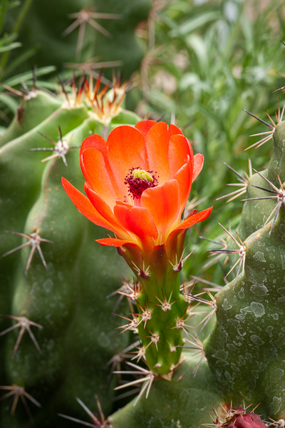 Arizona;Bloom;Blossom;Blossoms;Botanical;Bud;Cactus;Calm;Close-up;Flora;Floral;Floret;Floweret;Flowering;Flowers;Flowers & Plants;Healing;Macro;Nature;Pastoral;Petal;Pistil;Plant;Prickly Pear Cactus;bloom;botanicals;flora;floral;flower;foliage;green;oneness;peaceful;plants;red;restful;serene;soothing;tranquil;zen