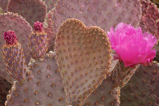 botany;herb;Bloom;Beavertail Prickly Pear Cactus;Flowering;shrub;botanical;Arizona;Stamen;Blossom;Petal;greenery;herbage;Petals;Prickly Pear Cactus;vegetation;Blossoms;flora;Floweret;Floret;botanicals;plants;Flowers;Opuntia basilaris Engelm. & Bigelow;plant;Flower;Pistil