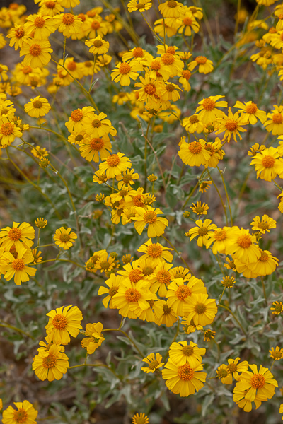 Arizona;Bloom;Blossom;Blossoms;Calm;Close-up;Eriophyllum lanatum;Flora;Floral;Floweret;Flowering;Flowers;Flowers & Plants;Gold;Healing;Health care;Healthcare;Nature;Oregon sunshine;Pastoral;Petal;Tan;Woolly sunflower;Yellow;bloom;flora;floral;flower;golden yarrow;green;oneness;orange;peaceful;plants;restful;serene;soothing;tranquil;wildflower;zen