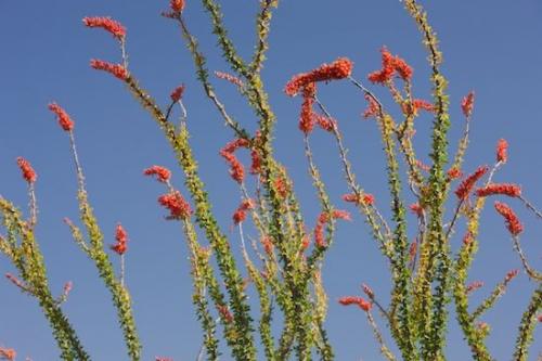 Blossom;Bloom;botanical;floral;Flowering;Ocotillo;Arizona;Flowers;Plant;Plants;Fouquieria splendens;Red;Green;Vegetation;Saguaro National Park;botanicals;Flower;Botanical;Blue
