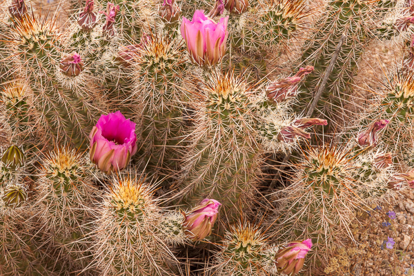 Abstract;Abstraction;Arizona;Bloom;Blossom;Blossoms;Calm;Close-up;Dry;Flora;Floweret;Flowering;Flowers;Healing;Health care;Healthcare;Line;Macro;Nature;Pastoral;Petal;Pink;Saguaro National Park;Shape;Tan;Tuscon;United States;Yellow;bloom;cactus;desert;flora;floral;flower;green;landscape;magenta;oneness;pattern;peaceful;restful;serene;soothing;texture;tranquil;wildflower;zen