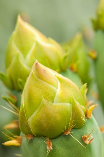 Abstract;Abstraction;Abstracts;Arizona;Blossom;Blossoms;Brown;Bud;Buds;Cactus;Close-up;Floral;Floweret;Flowering;Flowers;Image type;Photo specs;Prickly pear;Stock categories;bloom;flora;floral;flower;green;plants