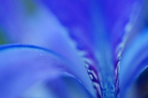 Blossom;Abstractions;Petal;Flowering;Petals;Textures;Flowers;Blue;Patterns;Purple;Shapes;Bloom;iris;Flower;Abstract