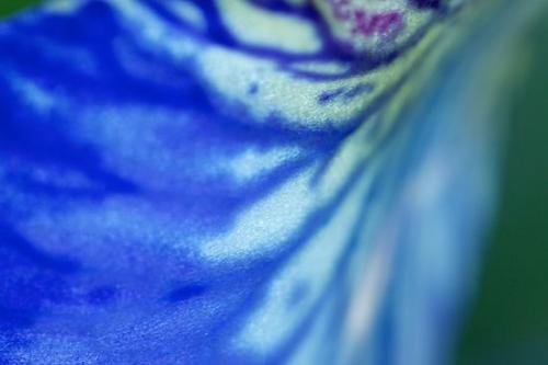 Shapes;Purple;Bloom;Blue;iris;Abstractions;Blossom;Flower;Abstract;Flowers;Petal;Flowering;Petals;Textures;Patterns
