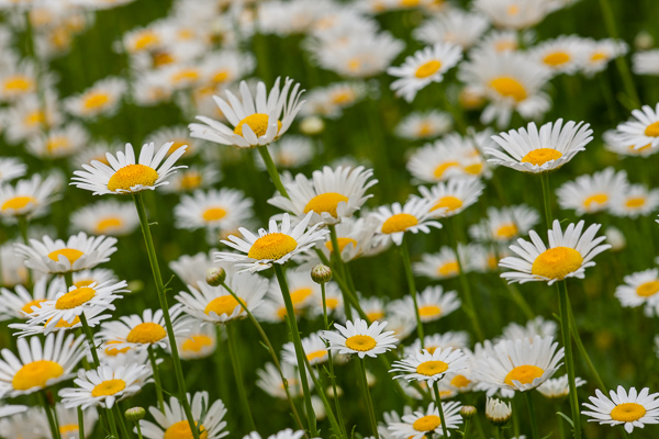 Bloom;Blossom;Blossoms;Calm;Close-up;Daisies;Flora;Floret;Floweret;Flowering;Flowers;Flowers & Plants;Healing;Health care;Healthcare;Minimalism;Nature;Pastoral;Petal;Petals;Pistil;Stamen;Sunlight;Sunshine;Warm Colors;Warm Palette;Warm Tones;White;Yellow;bloom;color;daisy;flora;floral;flower;green;landscape;oneness;orange;peaceful;plants;restful;serene;soothing;sunlit;tranquil;wildflower;yellow