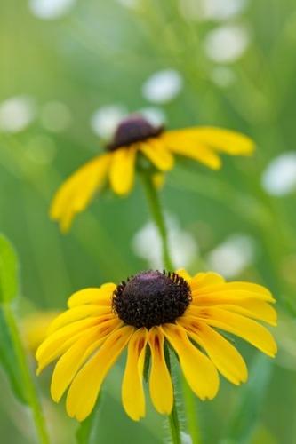 Floweret;Bloom;Flowers;Floret;Natchez Trace Parkway;Petal;Flower;Tennessee;Petals;Black-eyed Susan;Green;Close-up;Gold;Pistil;Brown;Yellow;Blossoms;Red;Blossom;Stamen;Rudbeckia hirta;Flowering