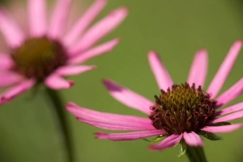 Floret;Brown;Pistil;Tennessee Coneflower;Green;Echinacea tennesseensis;Endangered Species;Floweret;Flowering;Pink;Flowers;Close-up;Flower;Blossoms;Petals;Petal;Tennessee;Bloom;Blossom;Cedar Glade;Stamen