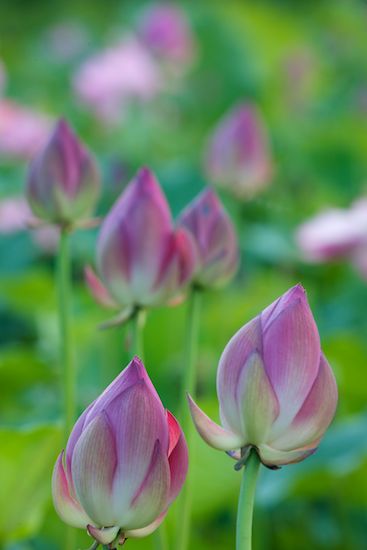 Flowers;Floweret;Blossoms;Petals;Flower;Stamen;Flowering;Water Lotus;Petal;Pink;Blossom;Bloom;Pistil;Floret;Green