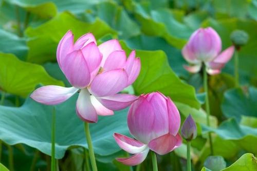 close-up;Floret;Floweret;Flowering;Details;Flower;Oriental;Stamen;Petals;White;Leaf;zen;Oneness;Water Lotus;Petal;Plant;Blossoms;Peaceful;Plants;Bloom;Botanicals;Pink;Botanical;Blossom;Flowers;Pistil;Green