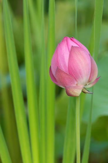 Green;Flower;Petal;Bloom;Flowers;Pink;Pistil;Stamen;Blossom;Blossoms;Floweret;Petals;Water Lotus;Floret;Flowering