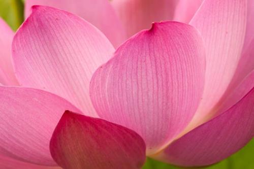 Bloom;Blossom;Blossoms;Floret;Flower;Floweret;Flowering;Flowers;Green;Oneness;Oriental;Peaceful;Petal;Petals;Pink;Pistil;Stamen;Stock categories;Water Lotus;bloom;flora;floral;zen