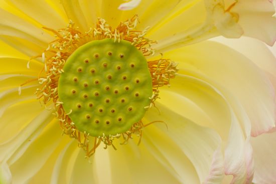 Yellow;Floret;Blossom;Petals;Bloom;Floweret;Petal;Flowering;Pistil;Stamen;Flowers;Blossoms;Flower;Water Lotus