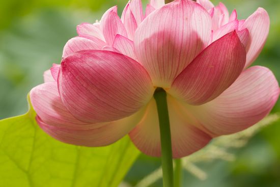 Petals;Petal;Green;Pink;Pistil;Water Lotus;Flowers;Flowering;Blossom;Bloom;Flower;Blossoms;Floret;Floweret;Stamen