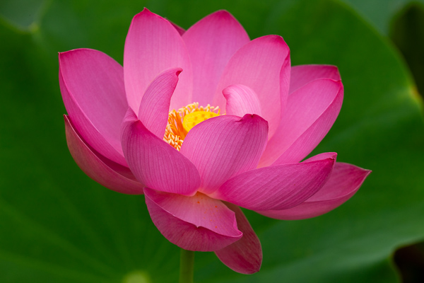 Bloom;Blossom;Blossoms;Botanical;Botanicals;Calm;Concepts;Cool Colors;Cool Palette;Cool Tones;Floral;Floret;Floweret;Flowering;Flowers;Flowers & Plants;Green;Greens;Healing;Health care;Healthcare;Leaves;Macro;Minimalism;Nature;Oneness;Pastoral;Petal;Petals;Pink;Pistil;Stamen;Stock categories;Water Lotus;Yellow;bloom;color;flora;floral;flower;magenta;oriental;peaceful;plants;restful;serene;soothing;tranquil;zen