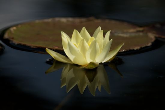 Floweret;Water Lily;Petals;Lily Pads;Petal;Blossom;Flower;Flowers;Pistil;Blossoms;Yellow;Flowering;Bloom;Floret;Stamen