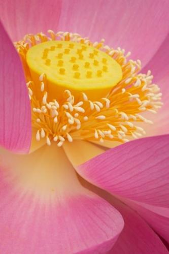 Blossom;Floret;Magenta;Petal;Blossoms;Water Lotus;Bloom;Flowering;Flowers;Floweret;Flower;Pink;Yellow;Pistil;Petals;Stamen