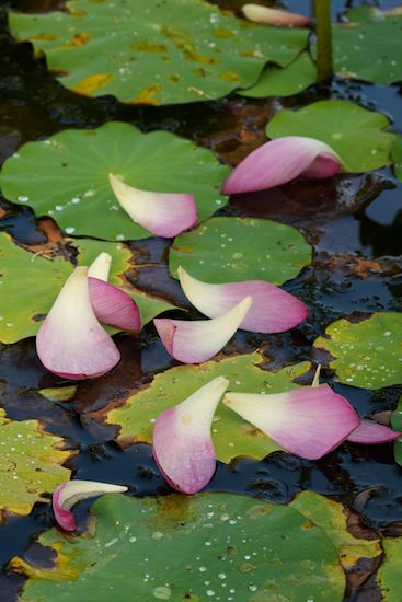 vegetation;Water Lotus;botanicals;Flower;Flowering;Bloom;Flowers;shrub;White;Floret;greenery;Pink;Blossoms;Petal;herb;botanical;Green;flora;herbage;plants;Stamen;Blossom;botany;Petals;Pistil;plant;Floweret