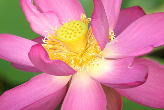 Green;Pink;Pistil;Yellow;Flowers;Petal;Stamen;Floweret;Flowering;Floret;Flower;Blossoms;Petals;Water Lotus;Blossom;Bloom