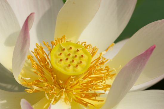 Flowering;Blossom;Floret;Petal;Floweret;Flowers;Pistil;Bloom;Water Lotus;Yellow;Petals;Blossoms;Flower;Stamen