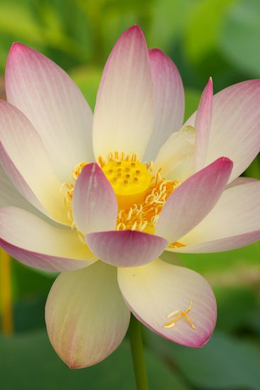 Stamen;Water Lotus;Floret;Blossom;Floweret;Green;Petal;Blossoms;Bloom;Flowers;Flowering;Flower;Pistil;Pink;Yellow;Petals