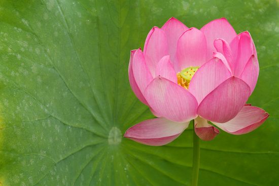 Bloom;Pistil;Floret;Blossoms;Petals;Floweret;Petal;Green;Flowers;Flower;Flowering;Blossom;Pink;Stamen;Water Lotus