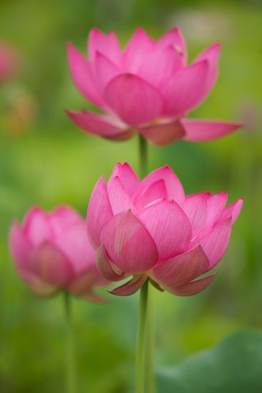 Blossom;Blossoms;Bloom;Petals;Pink;Flowers;Flowering;Pistil;Water Lotus;Petal;Stamen;Floweret;Flower;Green;Floret