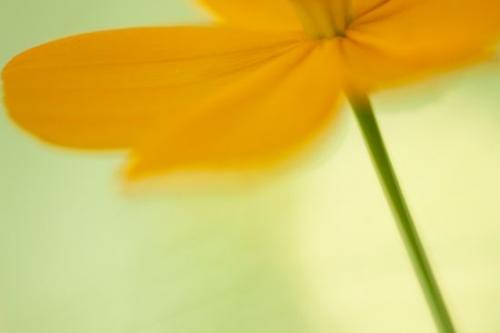 Pastoral;Oneness;Flowering;Petal;Stamen;Flowers;Gold;Peaceful;close-up;Flower;Orange;Bloom;Blossoms;Details;Green;Blossom;Floret;Pistil;Petals;Floweret;zen;Cosmos