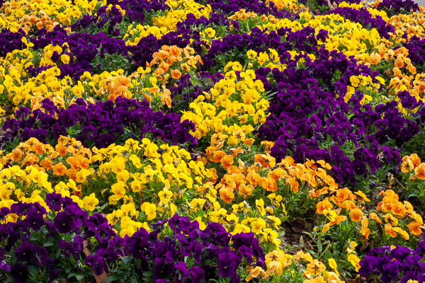 Abstract;Abstraction;Bloom;Blossom;Blossoms;Botanical;Calm;Close-up;Flora;Floral;Floweret;Flowering;Flowers;Flowers & Plants;Healing;Health care;Healthcare;Horizontal;Line;Nature;Pastoral;Petal;Petals;Purple;Seasons;Shape;Spring;Springtime;Violet;Yellow;bloom;botanicals;color;flora;floral;flower;green;oneness;orange;pansies;pattern;peaceful;plants;purple;restful;serene;soothing;texture;tranquil;violet;zen