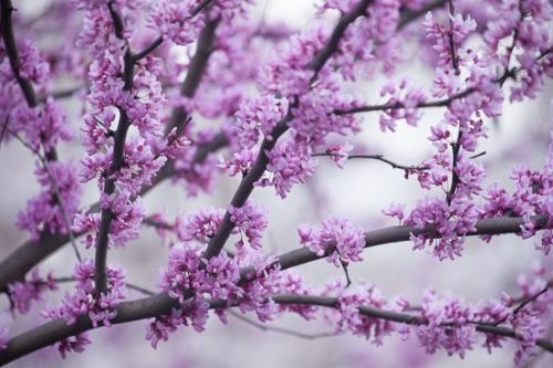 Bloom;Blossom;Blossoms;Branches;Bud;Calm;Close-up;Floweret;Flowering;Flowers;Healing;Health care;Healthcare;Macro;Nature;Pastoral;Petal;Petals;Pink;Redbud;Seasons;Spring;Springtime;Tree;bloom;branch;flora;floral;flower;limb;oneness;oriental;peaceful;plants;purple;restful;serene;soothing;tranquil;tree limbs;tree trunk;trees;trunk;zen